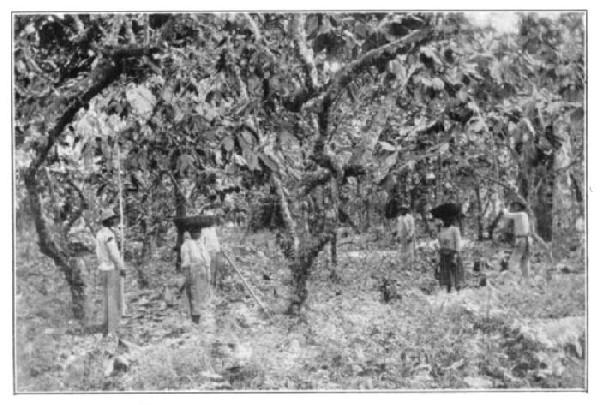 Gathering Cacao: Santa Cruz, Trinidad.