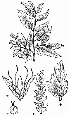 CARPINUS ORIENTALIS.