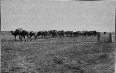 A caravan crossing the desert on the road to Jaffa