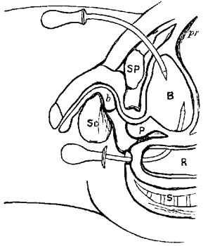 Fig. xxxvi.