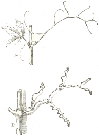 Fig. 11.  Ampelopsis hederacea.  A.  Tendril fully developed,
with a young leaf on the opposite side of the stem.  B.  Older
tendril, several weeks after its attachment to a wall, with the
branches thickened and spirally contracted, and with the
extremities developed into discs.  The unattached branches of
this tendril have withered and dropped off