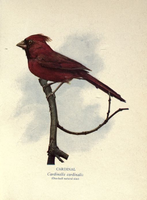 Cardinal