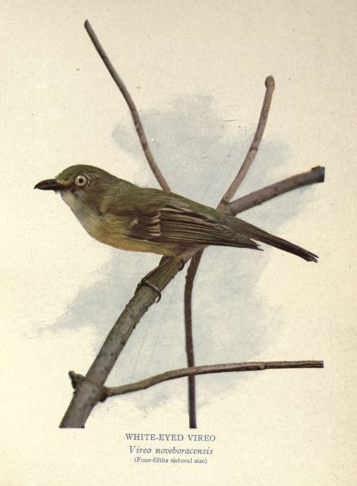 White-eyed Vireo