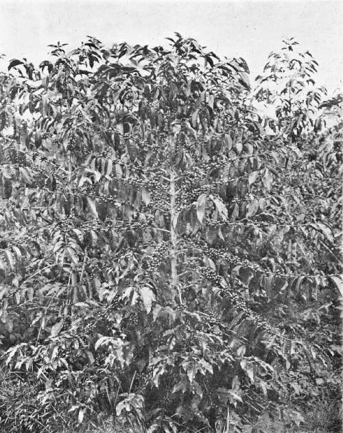 COFFEE TREE IN BEARING AT THE GOVERNMENTAL EXPERIMENT STATION AT LAMOA, NEAR MANILA, P.I.