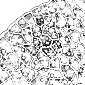 Cross-section of Roasted Coffee Bean Magnified 600 Times