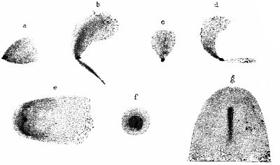 Fig. 100.