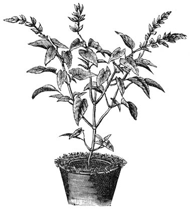 Fig. 65. Dubbele pot, ter bescherming tegen de inwerking van de zon.