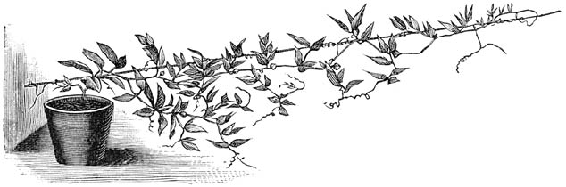 Fig. 170. Jonge Cobæa scandens.