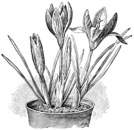 Fig. 295. Crocus Imperati.