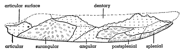 Fig. 6. Hesperoherpeton garnettense Peabody. Right mandible, lateral
view, KU 10295, × 4. External surfaces are pitted; broken surfaces
are coarsely stippled.