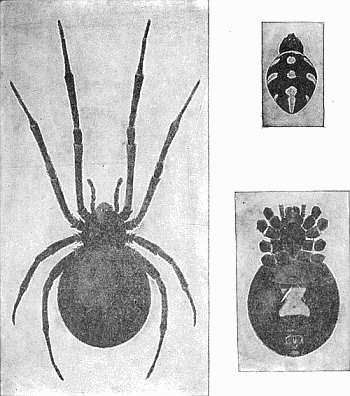 9. Latrodectus mactans; (a) female, x 3; (b) venter of female; (c) dorsum of male.
After Comstock.