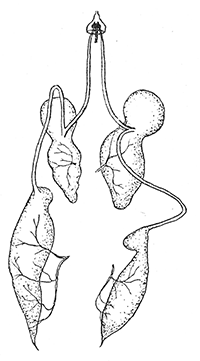 17. Salivary glands of
Notonecta maculata.
After Bugnion and
Popoff.