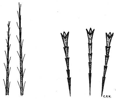 37. (a) Ordinary hairs and three poison hairs of subdorsal
and lateral tubercles of the larva of the
browntail moth. Drawing by Miss Kephart.