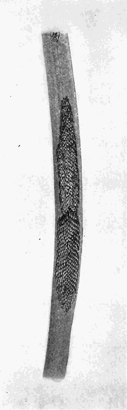 80. (a) Eggs of Tabanus. Photograph
by J. T. Lloyd.