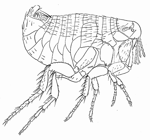 89. Xenopsylla cheopis, male (25). After Jordan and Rothschild.