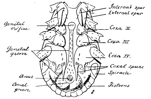 153. Rhipicentor bicornis, ventral aspect, male. After Nuttall and
Warburton.