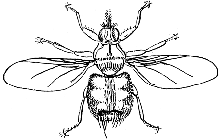 162. Hippobosca equina, 4. After Osborn.