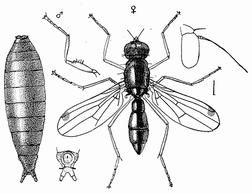 170. Sepsis violacea; puparium and adult. (See page 297.) After Howard.