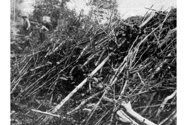 Beaver Dam Fifteen Feet High