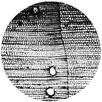 cross-section