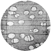 cross-section