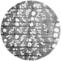 cross-section