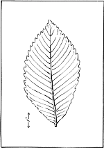 leaf