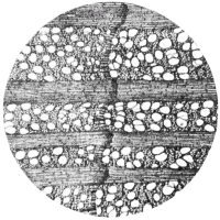 cross-section