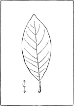 leaf