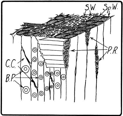 Diagram Showing Grain of Spruce Highly Magnified.