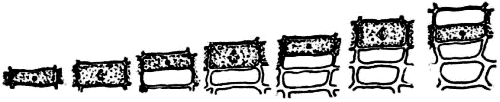 Diagram Showing the Mode of Division of the Cambium Cells.