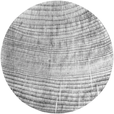 Cross-section of Non-porous Wood, White Pine.