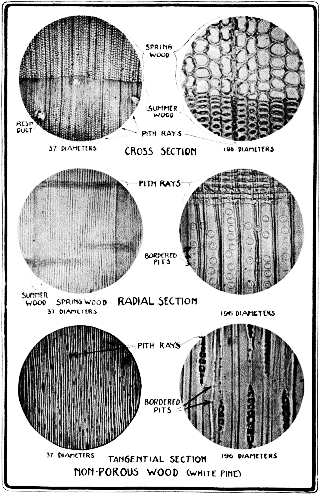 Sections of non-porous wood - white pine.