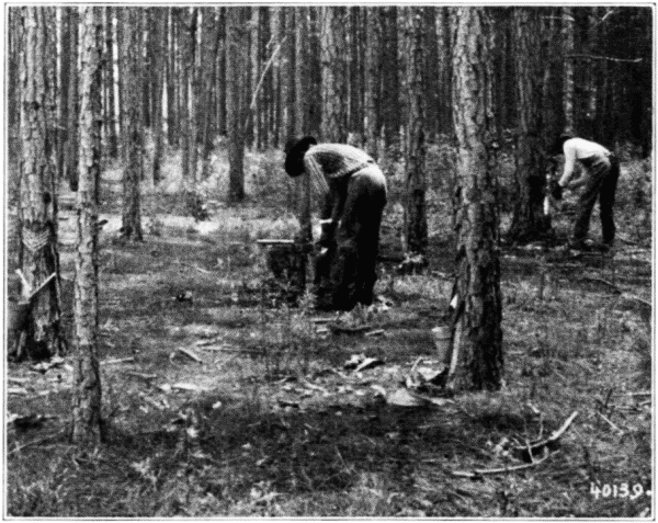 Turpentine Boxing, Cup System. Georgia.