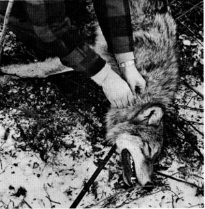 Figure 10.—A radio transmitter collar was placed
around the neck of each trapped wolf. (Photo
courtesy of D. L. Breneman.)