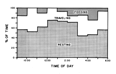 Figure 17.—Percentage of time spent by radiotagged
wolves in various types of activity
throughout the day, from December through
April.