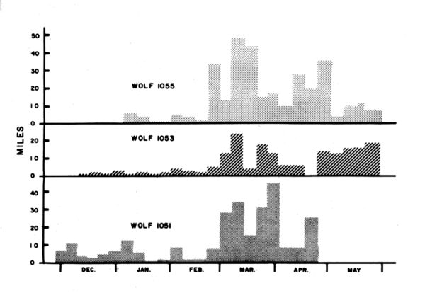 Figure 34.—Net weekly (straight-line) distances
traveled by three radiotagged wolves.