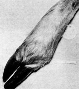 Figure 14.—Arthritis in right hind foot of specimen
M-28. (Photo courtesy of University of
Minnesota Veterinary Diagnostic Laboratory.)