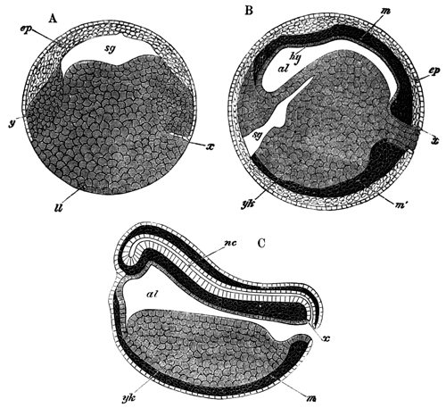 Diagrammatic longitudinal sections of Bombinator igneus