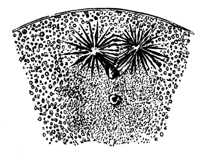 Ovum of Asterias glacialis