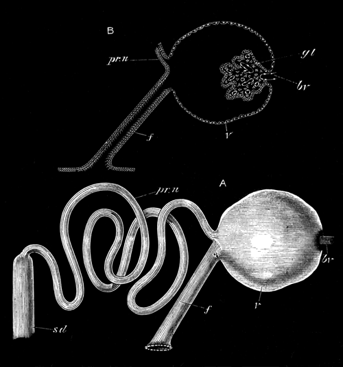 Views of the pronephros of Lepidosteus