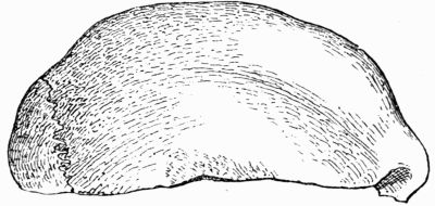 Neanderthal skull