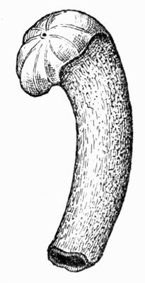 Ornamented Bone Handle