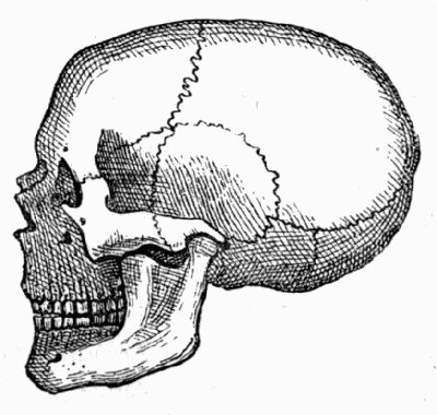 Skull found at Meilen