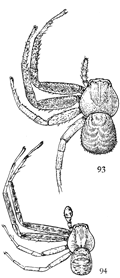 Figs. 93, 94. Xysticus nervosus.—93,
female. 94, male. Both enlarged four times.