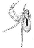 Fig. 117. Thanatus coloradensis,
enlarged four times.