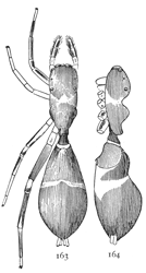 Figs. 163,
164. Synemosyna formica.—163, female
enlarged eight
times. 164, side of female.