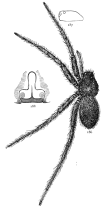 Figs. 186, 187, 188. Pardosa
lapidicina.—186, female enlarged
four times. 187,
side of cephalothorax.
188, epigynum.