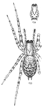 Figs. 233, 234.
Tegenaria medicinalis.—233,
adult
female enlarged
four times. 234,
cephalothorax of
young female to
show spots.