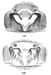 Figs. 236, 237. Two forms of epigynum
of Tegenaria medicinalis.